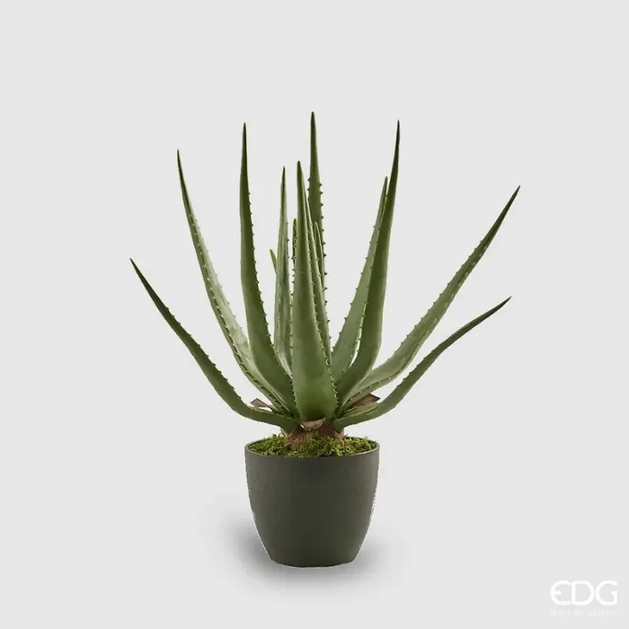 EDG Enzo De Gasperi Aloe Chic Succ. con Vaso Artificiale H 45 Cm Green