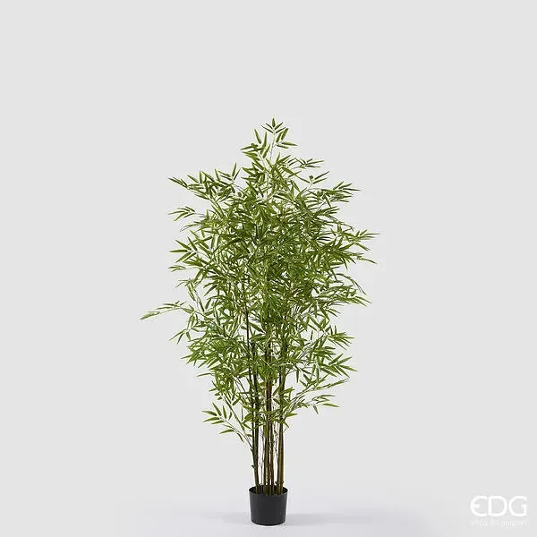 EDG Enzo De Gasperi Bamboo con Vaso H 150 cm Colore Verde