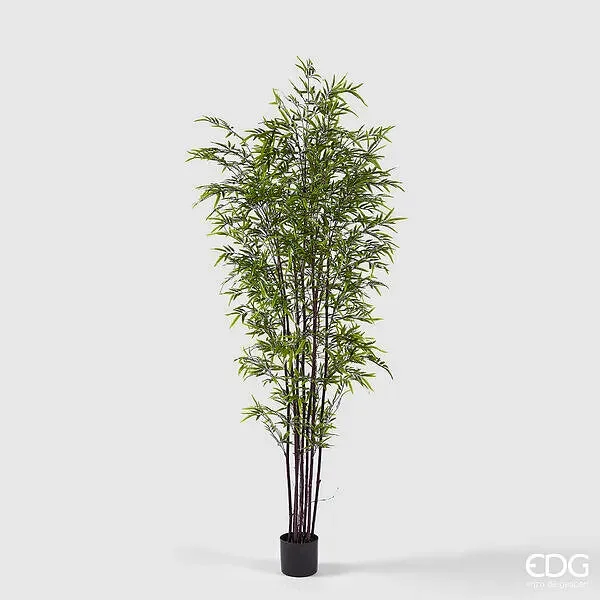 EDG Enzo De Gasperi Bamboo con Vaso H 210 cm Colore Verde Scuro e Chiaro