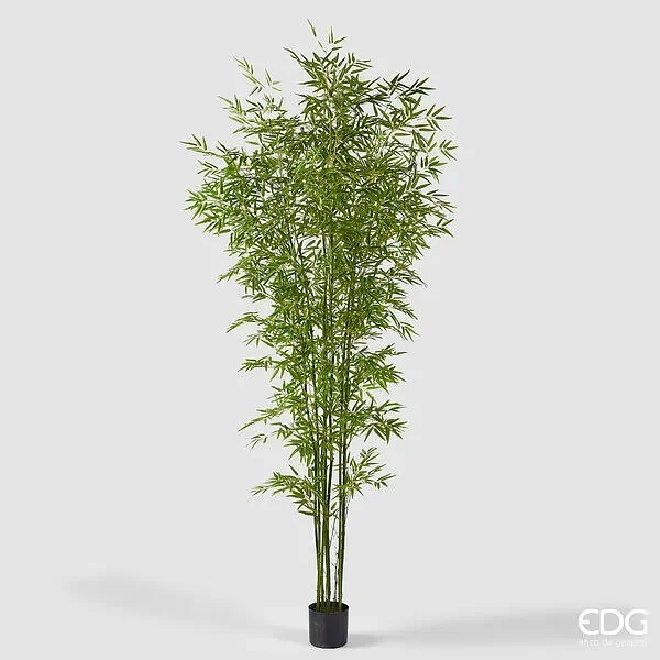 EDG Enzo De Gasperi Bamboo con Vaso H 240 cm Colore Verde