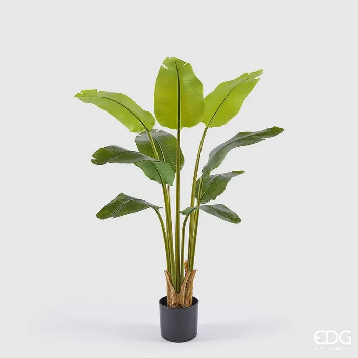 EDG Enzo De Gasperi Banano con Vaso Artificiale H 120 Cm Green