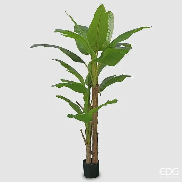 EDG Enzo De Gasperi Banano con Vaso Artificiale H 200 Cm Colore Verde