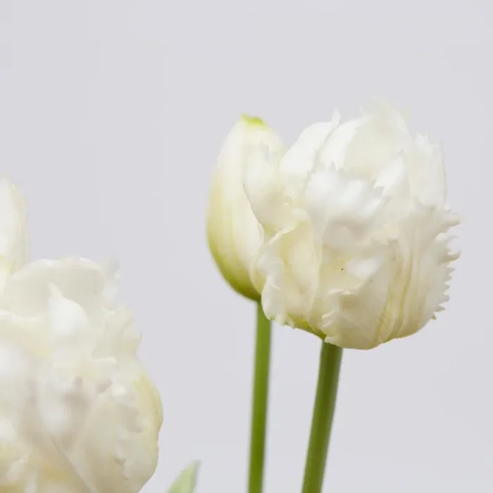 EDG Enzo De Gasperi Bouquet 5 Tulipani Parrot Olis Ass. H 40 Cm White Pink 1 Pz - immagine 2