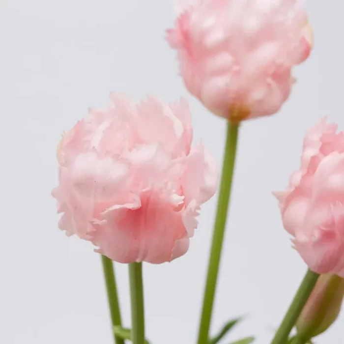 EDG Enzo De Gasperi Bouquet 5 Tulipani Parrot Olis Ass. H 40 Cm White Pink 1 Pz - immagine 3