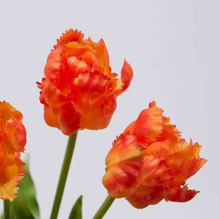 EDG Enzo De Gasperi Bouquet 5 Tulipani Parrot Olis Ass. H 40 Cm Yellow Orange 1 Pz Sconti - immagine 2