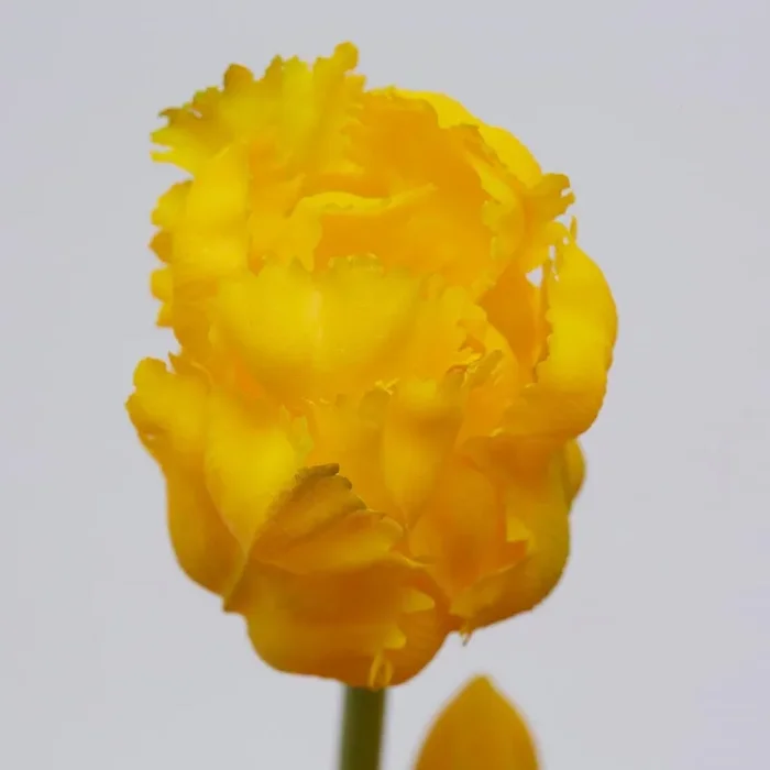 EDG Enzo De Gasperi Bouquet 5 Tulipani Parrot Olis Ass. H 40 Cm Yellow Orange 1 Pz Sconti - immagine 3