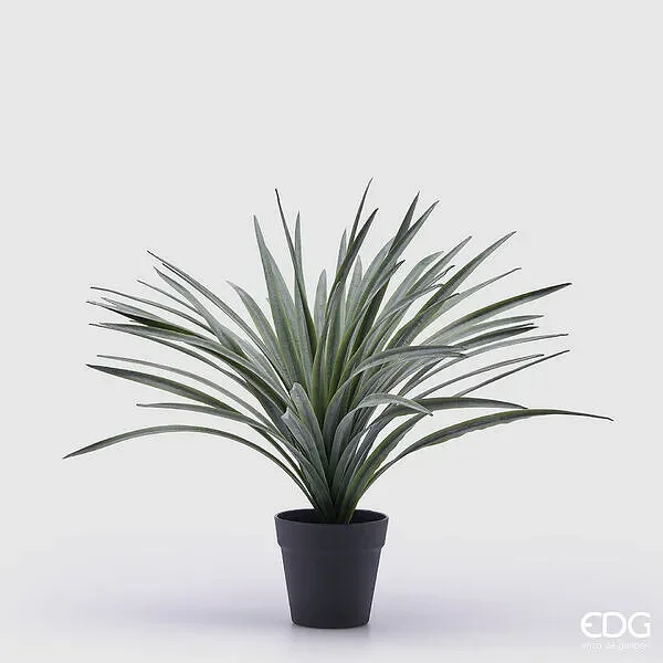 EDG Enzo De Gasperi Bromelia con Vaso H 45 Cm Verde