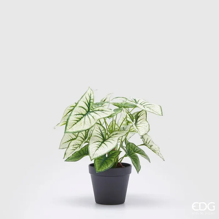 EDG Enzo De Gasperi Caladium Variegato con Vaso Artificiale H 33 Cm Green