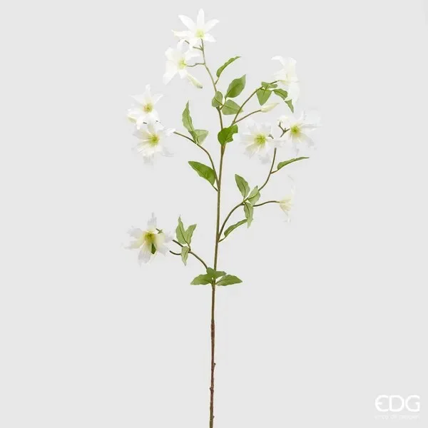 EDG Enzo De Gasperi Clematis Rex 10 Rametti H 125 Ivory
