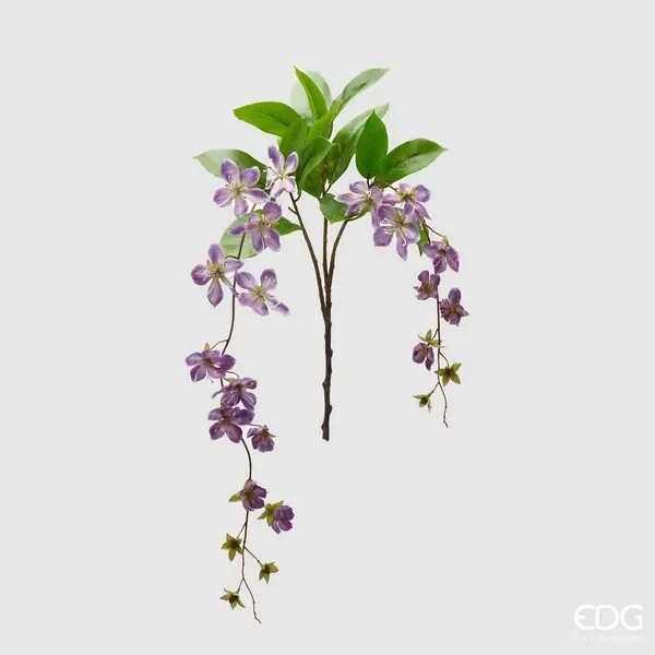 EDG Enzo De Gasperi Clematis Viticella 2 Rami H 105 Cm Viola