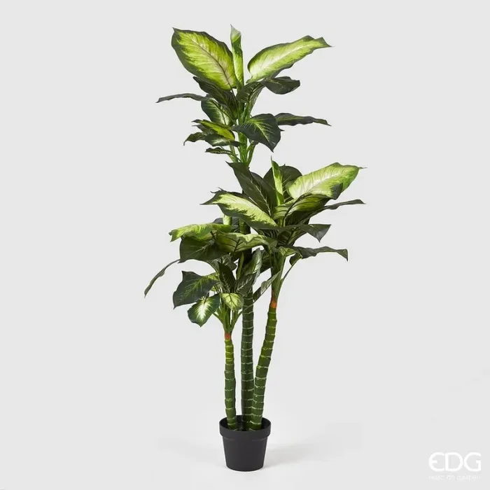 EDG Enzo De Gasperi Dieffenbachia con Vaso Artificiale H 155 Cm White Green