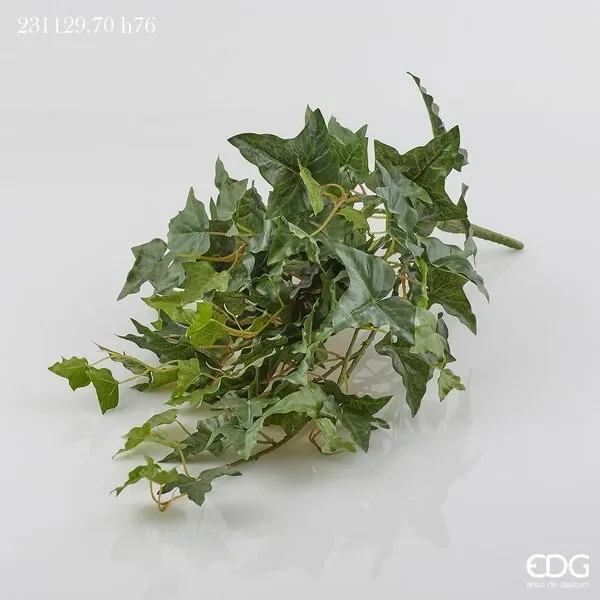 EDG Enzo De Gasperi Edera Cespuglio x5 H76 (101fg) B5 Green