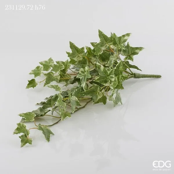 EDG Enzo De Gasperi Edera Cespuglio x5 H76 (101fg) B5 White Green