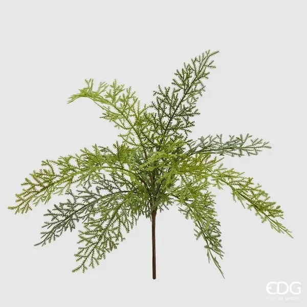 EDG Enzo De Gasperi Felce Olis Cesp. H45 (11fg) C2 Green