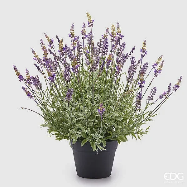 EDG Enzo De Gasperi Lavanda Con Foglie Con Vaso H.60 D.60 C4 Lavender