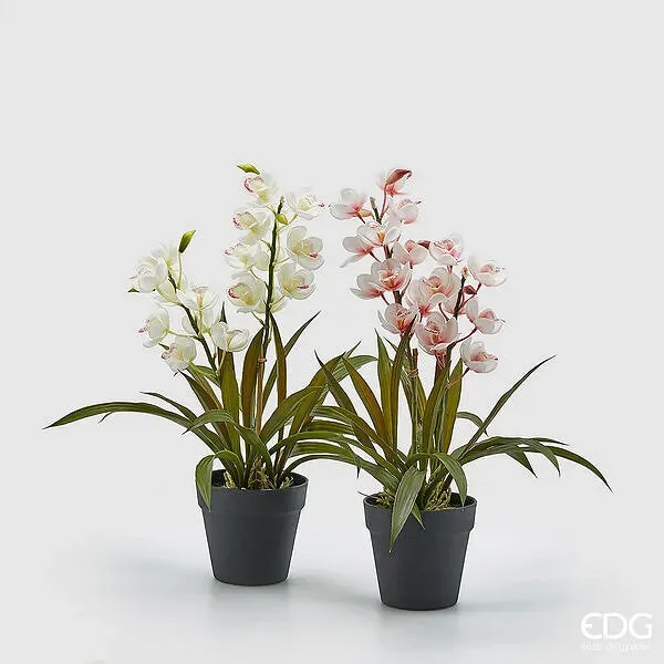 EDG Enzo De Gasperi Orchidea Cymbidium con Vaso H 54 Cm Bianca o Rosa 1 Pz Saldi