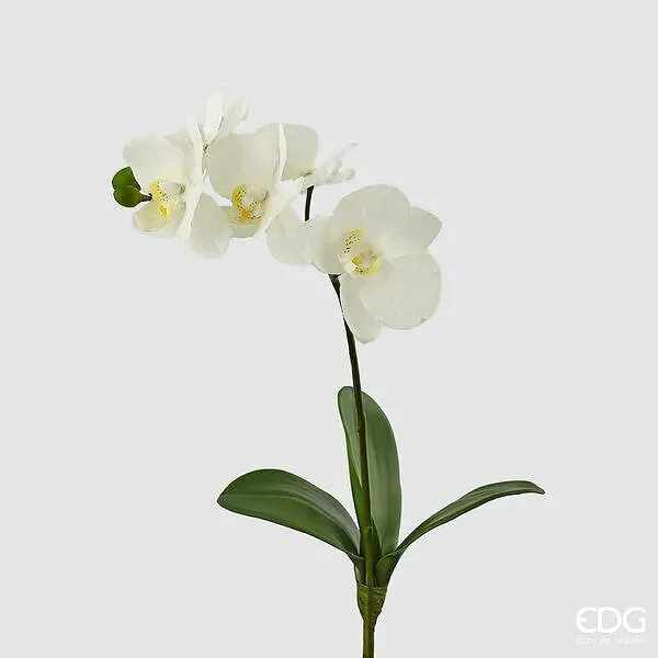 EDG Enzo De Gasperi Orchidea Phalaenopsis con Foglie H 37 Cm Bianco Vendita calda online