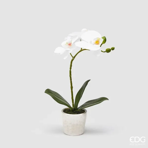 EDG Enzo De Gasperi Orchidea Phalaenopsis Pianta con Vaso Artificiale H 33 Cm White