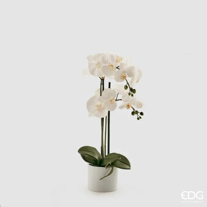 EDG Enzo De Gasperi Orchidea Phalaenopsis Pianta con Vaso e 2 Rami Artificiale H 55 Cm White Online