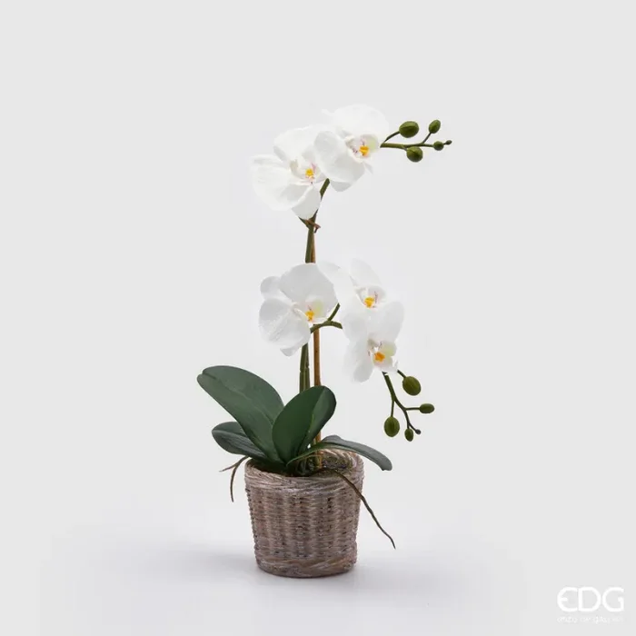 EDG Enzo De Gasperi Orchidea Phalaenopsis Pianta x2 Artificiale con Cesto H 40 Cm White