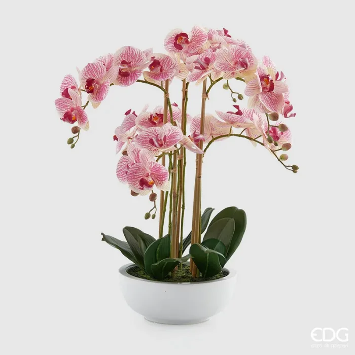 EDG Enzo De Gasperi Orchidea Phalaenopsis Pianta x6 con Vaso Artificiale H 64 Cm Green Pink