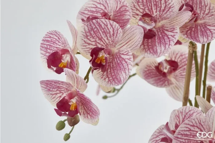 EDG Enzo De Gasperi Orchidea Phalaenopsis Pianta x6 con Vaso Artificiale H 64 Cm Green Pink - immagine 2