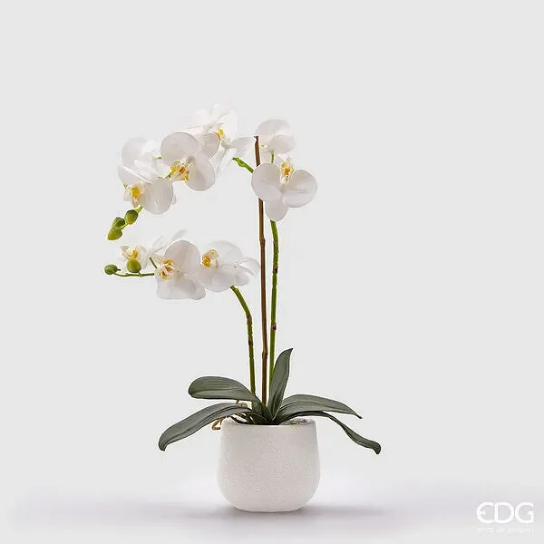 EDG Enzo De Gasperi Orchidea Phalaenopsis Real 2 Rami H 53 Cm Bianco