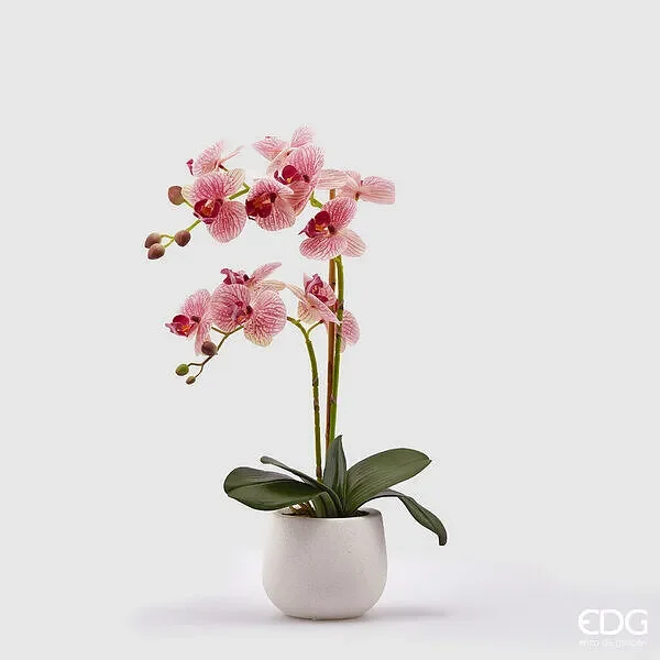 EDG Enzo De Gasperi Orchidea Phalaenopsis Real 2 Rami H 53 Cm Rosa