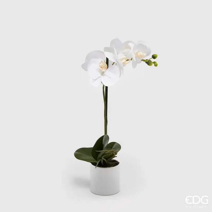EDG Enzo De Gasperi Orchidea Phalaenopsis Real con Vaso Artificiale H 40 Cm White