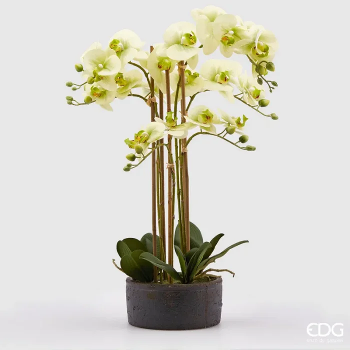 EDG Enzo De Gasperi Orchidea Phalaenopsis Real con Vaso Ramo x6 Artificiale H 72,5 Cm Light Green Fornitura