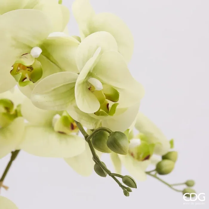 EDG Enzo De Gasperi Orchidea Phalaenopsis Real con Vaso Ramo x6 Artificiale H 72,5 Cm Light Green Fornitura - immagine 2
