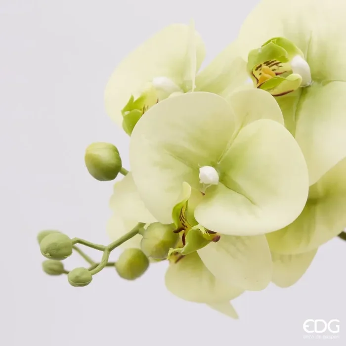 EDG Enzo De Gasperi Orchidea Phalaenopsis Real con Vaso Ramo x6 Artificiale H 72,5 Cm Light Green Fornitura - immagine 3