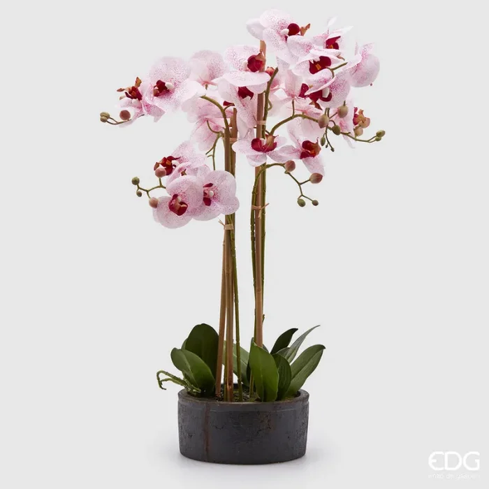 EDG Enzo De Gasperi Orchidea Phalaenopsis Real con Vaso Ramo x6 Artificiale H 72,5 Cm White Fuchsia Vendita calda