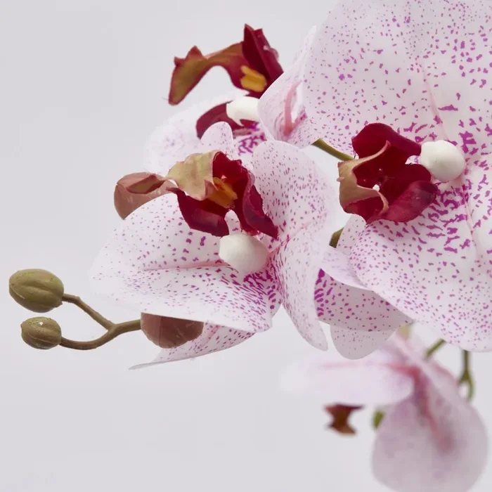 EDG Enzo De Gasperi Orchidea Phalaenopsis Real con Vaso Ramo x6 Artificiale H 72,5 Cm White Fuchsia Vendita calda - immagine 2