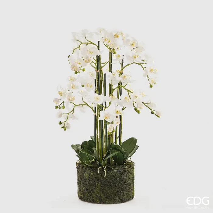EDG Enzo De Gasperi Orchidea Phalaenopsis Real x12 con Zolla Artificiale H 90 Cm White Saldi