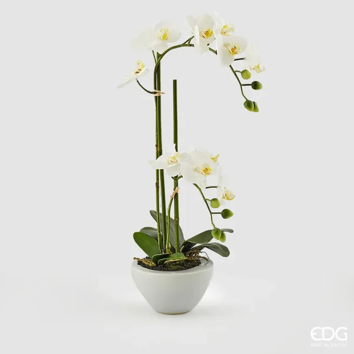 EDG Enzo De Gasperi Orchidea Phalaenopsis Real x2 con Vaso Artificiale H 50 Cm White Vendita calda online
