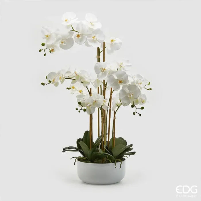 EDG Enzo De Gasperi Orchidea Phalaenopsis Real x7 con Vaso Artificiale H 84 Cm White