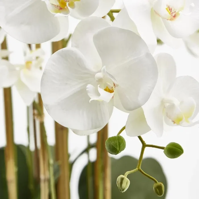 EDG Enzo De Gasperi Orchidea Phalaenopsis Real x7 con Vaso Artificiale H 84 Cm White - immagine 2