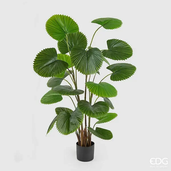 EDG Enzo De Gasperi Palma Camerus C/Vaso H150 C3 Green