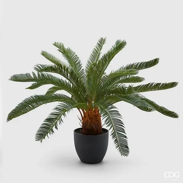 EDG Enzo De Gasperi Palma Cycas (24fg) C/Vaso H72 B5 Green Vendita calda