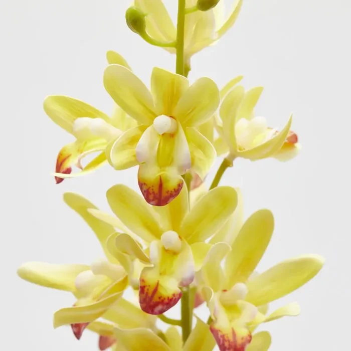 EDG Enzo De Gasperi Ramo Orchidea Cymbidium Artificiale H 70 Cm Ass. Yellow Green 1 Pz Saldi - immagine 3