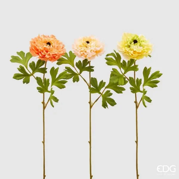 EDG Enzo De Gasperi Ranuncolo Rex H 60 Cm Giallo e Rosa 3 Pz Assortiti
