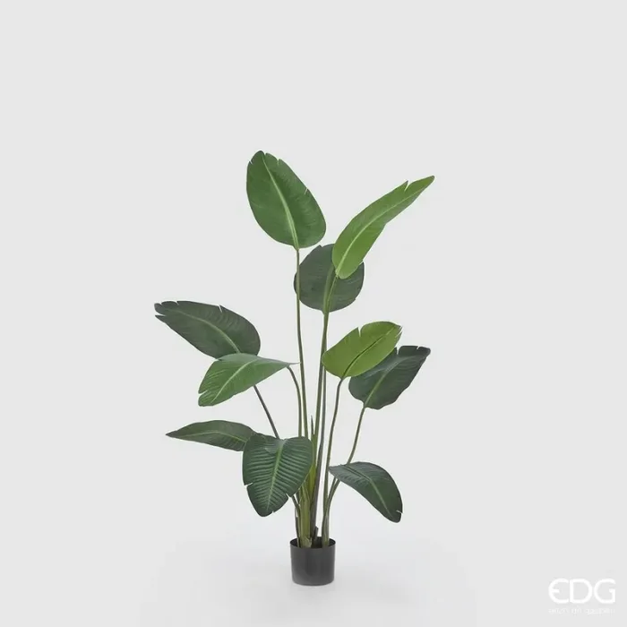 EDG Enzo De Gasperi Strelitzia Chic con Vaso Artificiale H 150 Cm Green In saldo