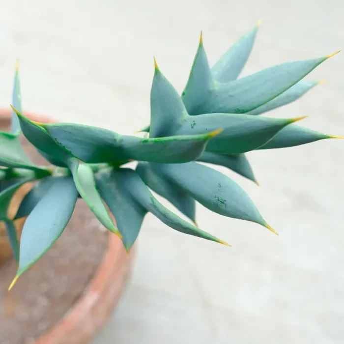 Encephalartos horridus 13cm x 13cm CAUDEX Saldi