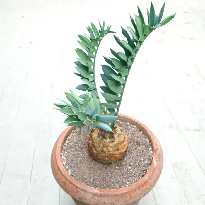 Encephalartos horridus 13cm x 13cm CAUDEX Saldi - immagine 2