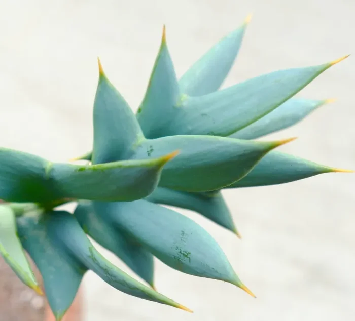 Encephalartos horridus 13cm x 13cm CAUDEX Saldi - immagine 3