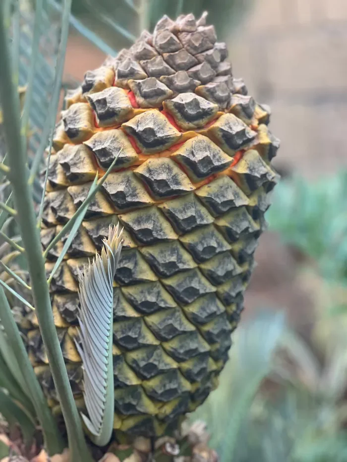 Encephalartos lehmannii SEMI