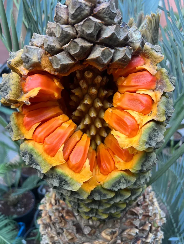Encephalartos lehmannii SEMI - immagine 2