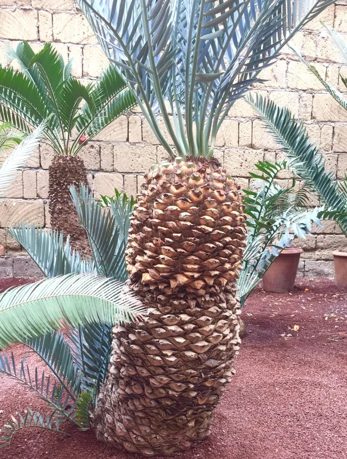 Encephalartos lehmannii SEMI - immagine 3