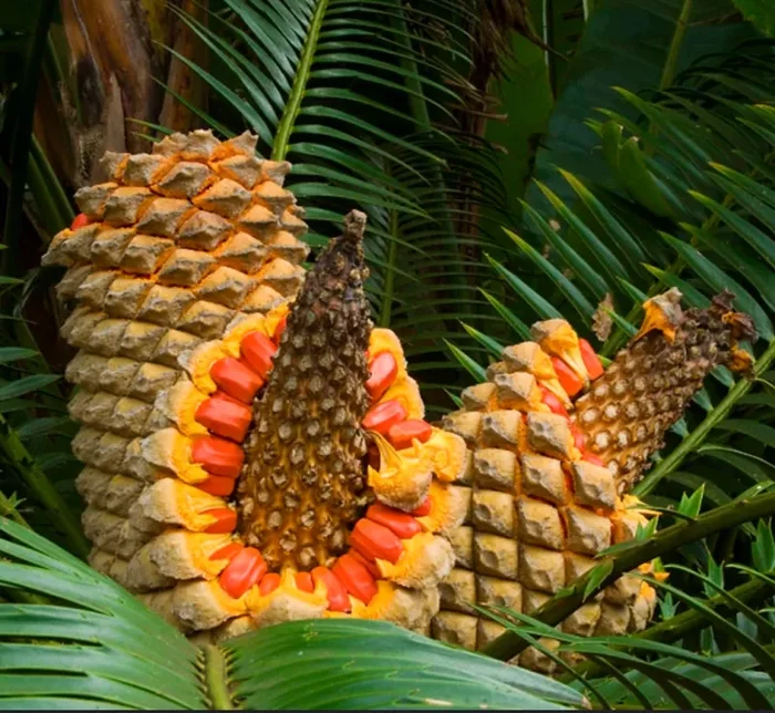Encephalartos senticosus